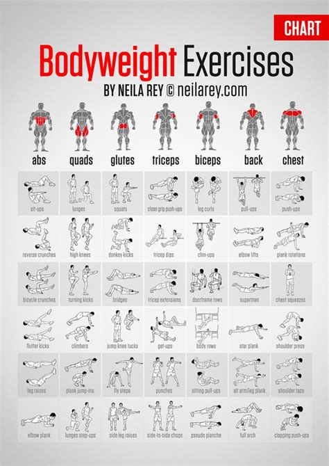Bodybuilding Exercises Chart Free Download Pdf Exercisewalls