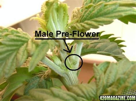 How To Determine Sex With Pre Flowers