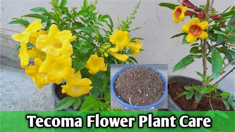 March Month में Tecoma Flower Plant की Care कैसे करें How To Care