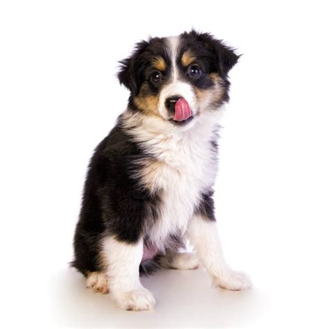 Find miniature american shepherd puppies and breeders in your area and helpful miniature american shepherd information. Miniature Australian Shepherds for Sale - Buy a Puppy ...