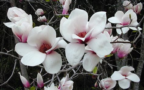 You might also be interested in coloring pages from trees & leaves category and trees of north america tag. Look Forward to Bursts of Color from Asiatic Magnolias ...