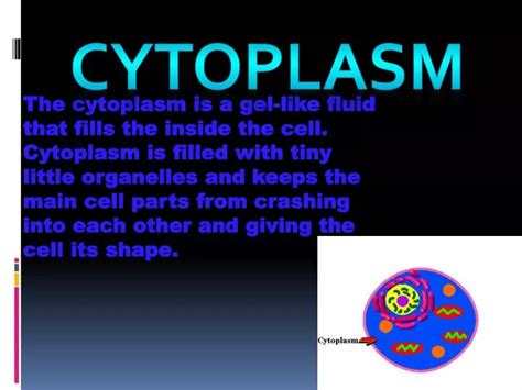 Ppt Cytoplasm Powerpoint Presentation Free Download Id2727791