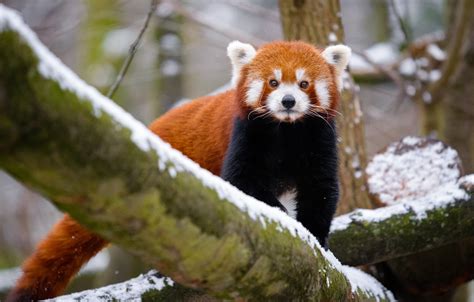 Beautiful Wallpaper Red Panda In Snow Wallpaper