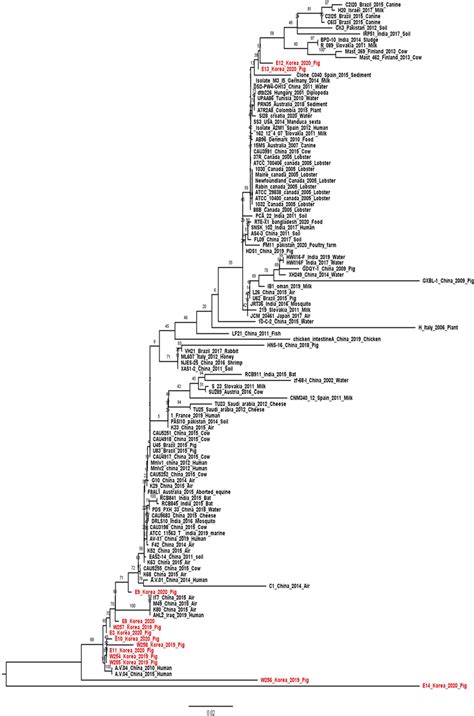 The Phylogeny Classification Of Aerococcus Viridans Selected Maximum