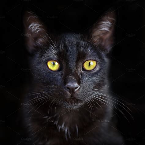 Portrait Of Cute Black Cat High Quality Animal Stock Photos
