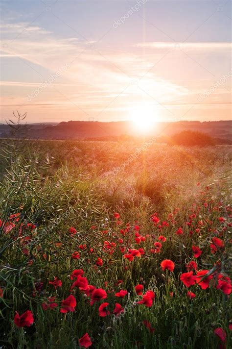 Poppy Field Landscape In English Countryside In Summer Sunset — Stock
