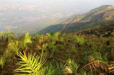 10 Best Idukki Tourist Places For A Memorable Stay