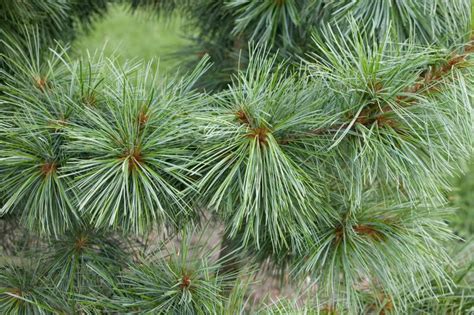 20190419 pine tree, suwon, korea. Pinus Koraiensis (Korean Pine) | Only Foods