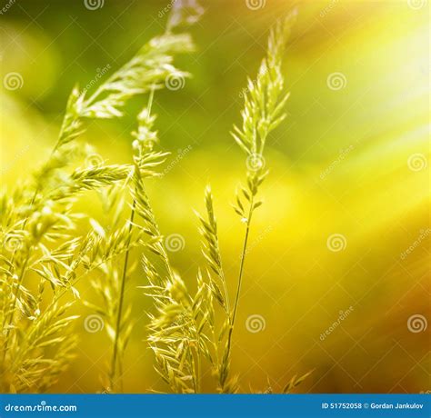 Spring Grass Illuminated By Rays Of Setting Sun Stock Photo Image Of