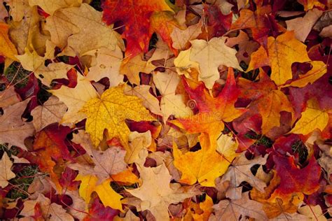 Herbstblätter Schöner Fall Gelbe Und Braune Blätter Auf Dem Boden Im