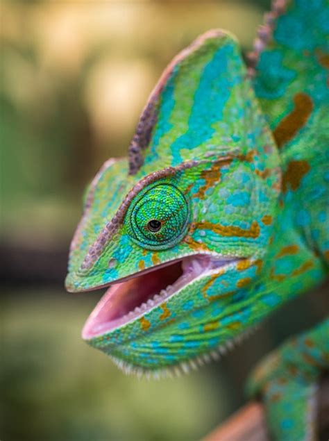 10 Very Interesting Facts About Chameleons That Might Surprise You