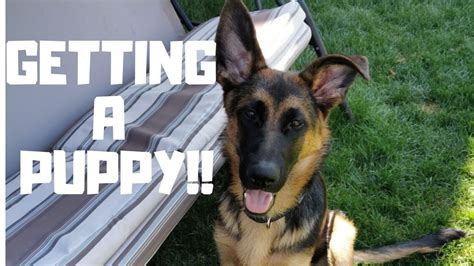 5 Things To Know Before Getting A German Shepherd Youtube