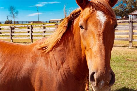 Budget Travel Visit These Equine Attractions In Kentucky Horse