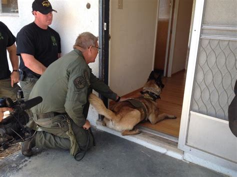 Video Local K 9s Are Certified In Large Training Exercise Paso Robles Daily News
