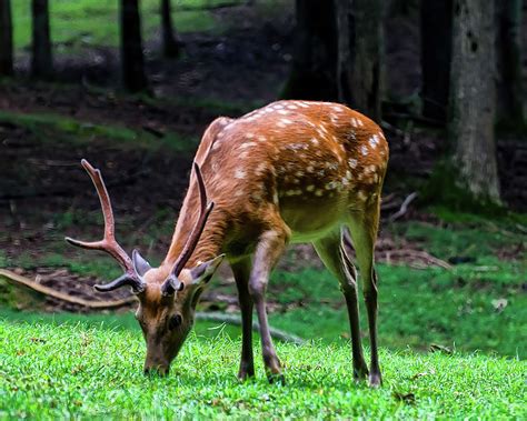 Sika Deer Buck Photograph By Flees Photos Fine Art America