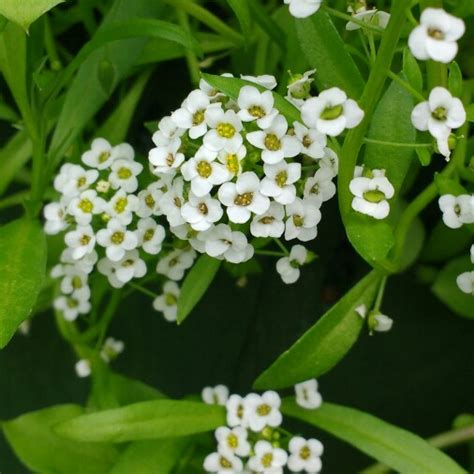 Lobularia Maritima Syn Alyssum Maritimum Sweet Alyssum In Gardentags