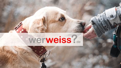 Wer ein haus plant, sollte genau überlegen, wo er fenster haben möchte, wie groß diese sein sollen. Wie viel kostet ein Hund im Monat? | werweiss.de