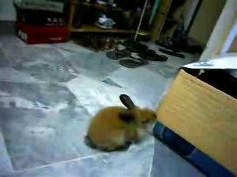 Once the course of ivomec is complete, your. why dose my rabbit randomly twitch and jump? | Yahoo Answers