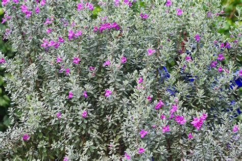 Gardening With Nature Texas Purple Sage A Great Waterwise Plant