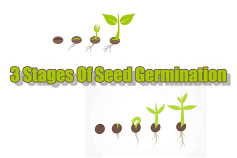 The Three Stages Of Seed Germination 420sativaleaf