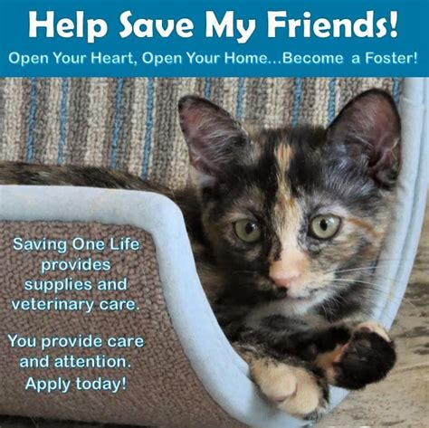 Foster Kitties In Need Glendale Az Volunteermatch
