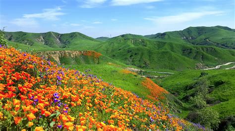 If you live in a warm climate, some of these flowers will be perennial for you and will bloom from fall through spring. Chino Hills State Park Is Located In The Most Serene ...