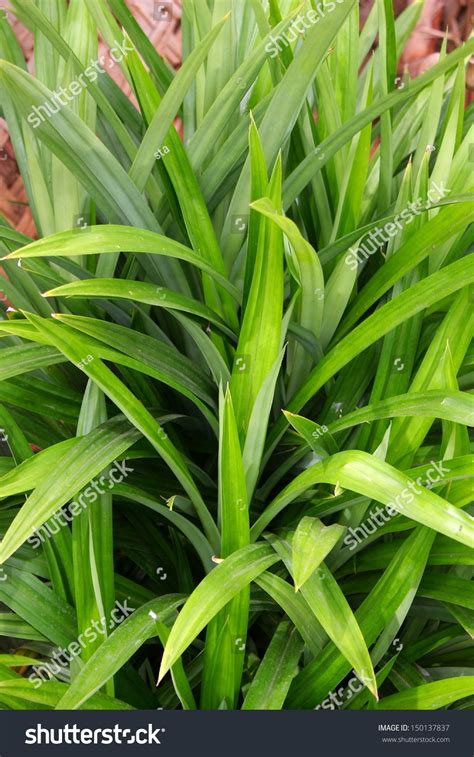 It has fragrant leaves which are used widely for flavouring in the cuisines of southeast asia and south asia. Pandanus Leaf..This Plant Is Called Pandan Leaves Or Ramba ...