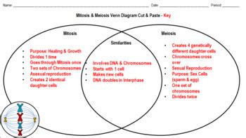 Venn Diagram Of Meiosis And Mitosis Wiring Diagram Vrogue Co