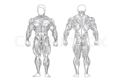 Human Muscles Labeled Front And Back Ann Marie Blair