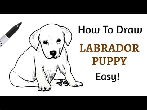 You will receive a comprehensive 12 page tutorial in the form of a pdf, the reference photo and the outline the tutorial will talk you through step by step how to achieve this realistic dog drawing, with hints and tips along the way. How To Draw A LABRADOR RETRIEVER PUPPY! Step-by-step ...