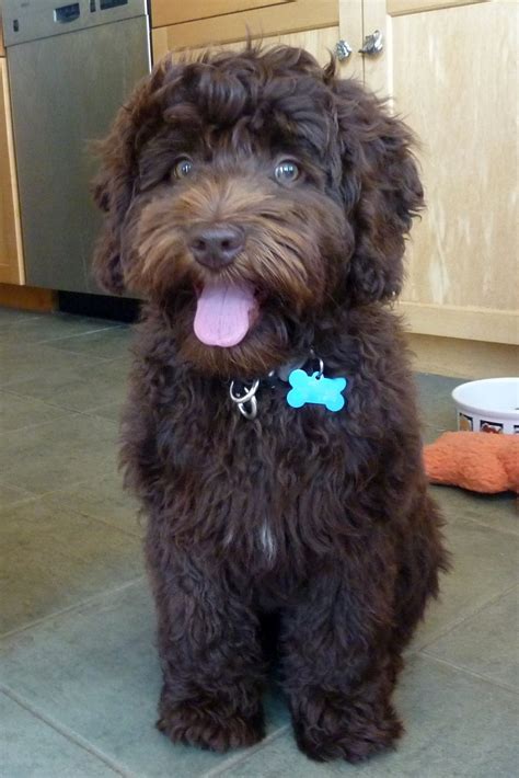 You'll love having a lovely gorgeous doodle. Golden Gate Labradoodles: Authentic Australian ...