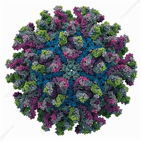 West Nile Virus Capsid With Fab Fragments Stock Image C0355820 Science Photo Library