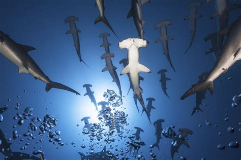 Hammerhead Shark Mooie Postermuurkunst Photowall