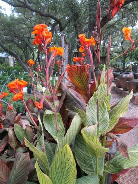 Shade Plants for Central Texas | Lisa's Landscape & Design