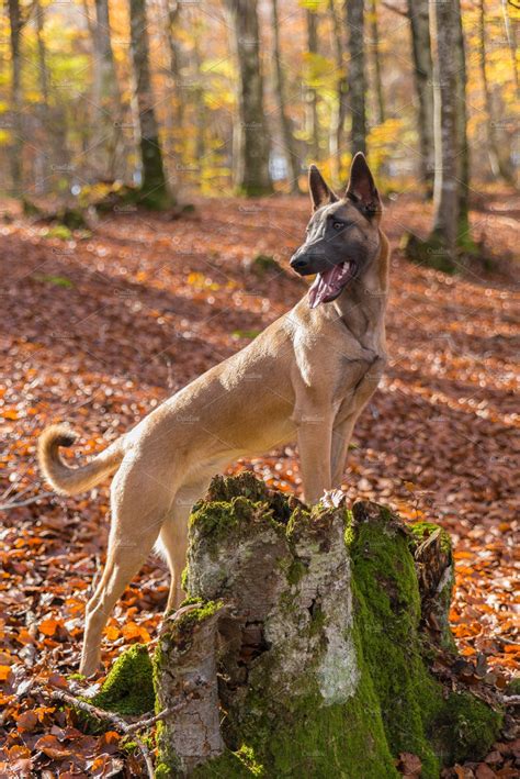 Belgian Malinois dog, autumn leaves | High-Quality Animal Stock Photos ~ Creative Market