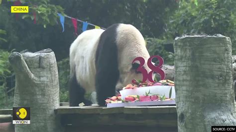 Worlds Oldest Panda In Captivity Celebrates 38th Birthday Edge News
