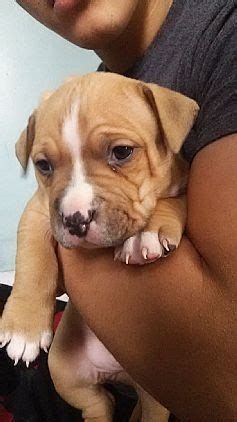 We are home to the best xl pitbulls in the world. Pitbull Puppies Pet Dog Puppies For Sale in West Haven, CT A00001 | Want Ad Digest Classified ...