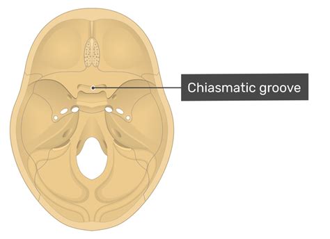 Groove Anatomy