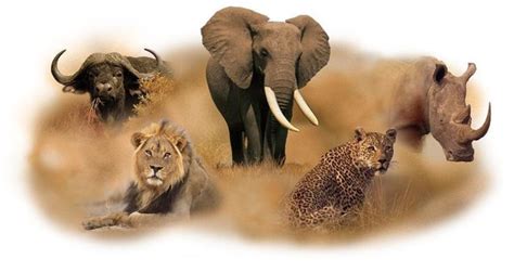The Big Five Animals Incredible Kenya Adventures