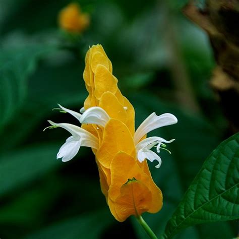 Both red and yellow columbines do well in the texas heat. Yellow Shrimp Plant Pachystachys lutea | Here is a site ...