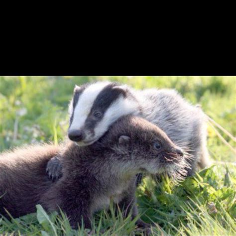 Otter And Badger Hugging Best Thing Ever Unusual Animal Friendships
