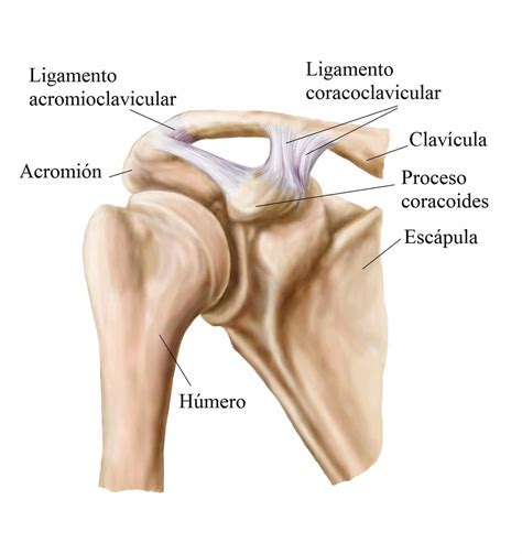 Anatomía Del Hombro Manguito Rotador Funcional Imagenes Ligamentos