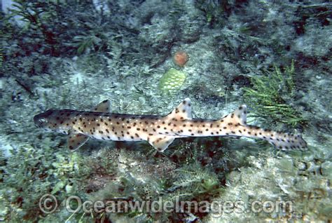 Australian Blackspotted Catshark Animal Database Fandom