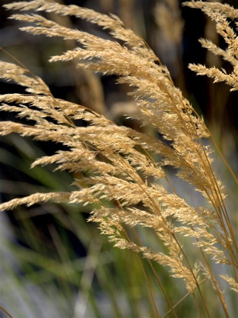 Feather Reed Grass Care How To Grow Feather Reed Ornamental Grasses