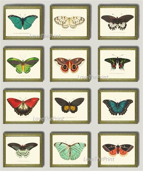 Butterfly Print SET Of 12 Art Print NODD Antique Insect Illustration