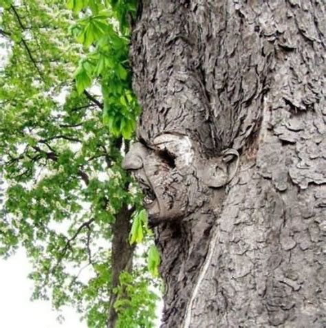 40 Most Funniest Tree Face Pictures That Will Make You Laugh Nature