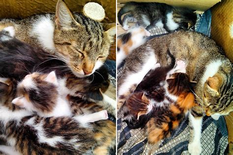 Cat Dad Standing Guard Over Mom And Kittens Delights Internet