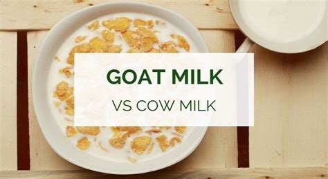 Fat globules in goat milk goat milk is also much closer to human, mother's milk than is cow milk. Benefits of Goat Milk vs Cow Milk | Healthy Food Tribe