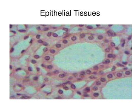 Ppt Epithelial Tissues Powerpoint Presentation Free