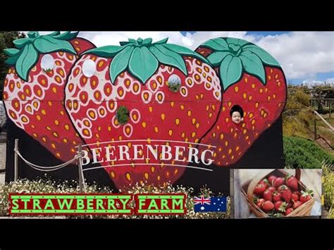 BEERENBERG STRAWBERRY🇦🇺 Farm picking strawberry - YouTube